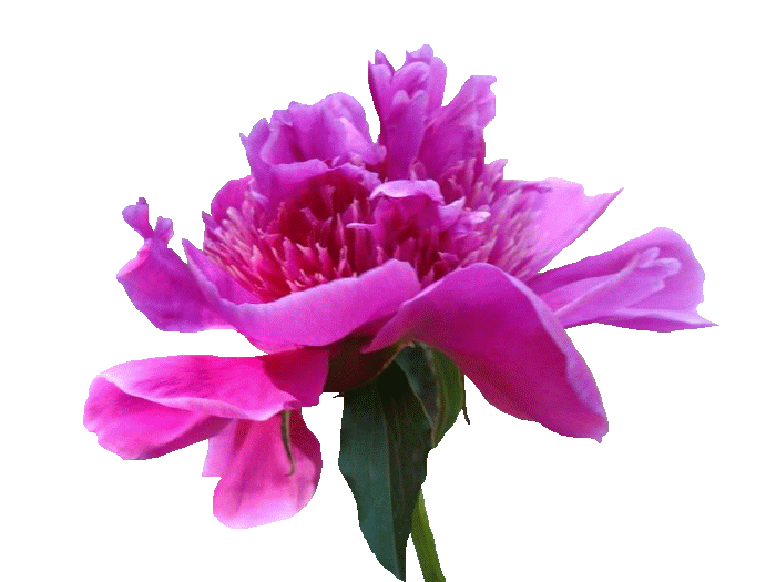 牡丹 花朵 粉色 植物