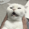 萌宠 猫星人 沙雕 搞怪 逗