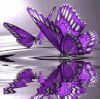 蝴蝶 butterfly 水波浪 animal