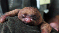 树懒 sloth 睡觉
