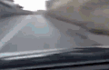 鸟 bird 街道 宠物