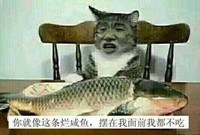 金馆长 鲤鱼 猫咪 你就像这条 烂咸鱼摆在 我面前我都不吃