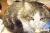 厉害 猫咪 真的 画画
