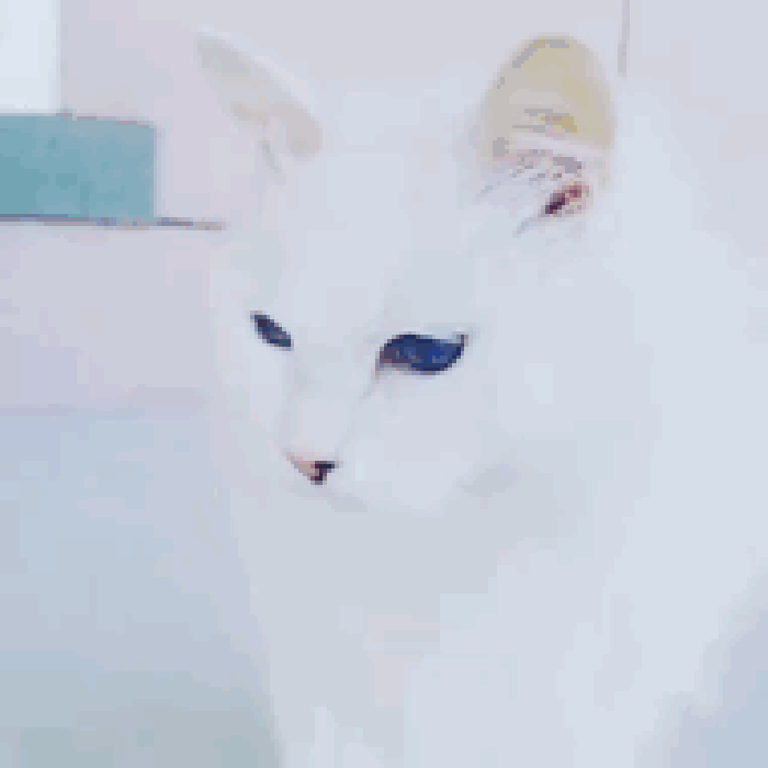 猫咪 喵星人 蓝眼睛 可爱