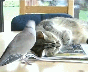拥抱 鸽子 猫咪 可爱