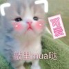 萌宠 猫星人 么么哒 可爱 呆萌 搞怪 逗