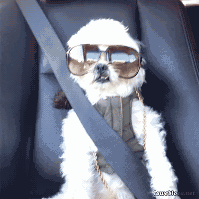 狗狗 眼镜 车里 悠然自得