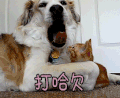 打哈欠 狗 猫
