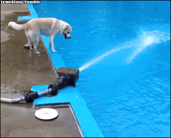 狗狗 喝水 掉水里 水管
