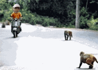 猴子 抢车 搞笑 动态