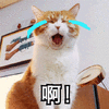 啊 伤心 哭 猫