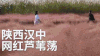 陕西 汉中 龙岗大桥 网红芦苇荡 旅游