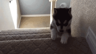 小狗儿 爬楼梯 滚下去 站起来