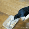 小猫 小狗 动物 可爱