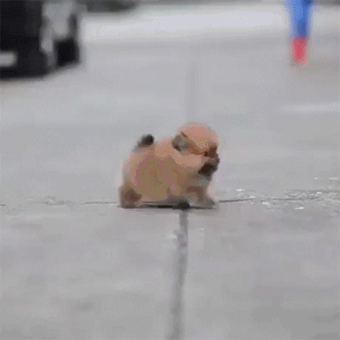 小狗 可爱 奔跑 汽车