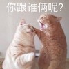 萌宠 猫星人 你跟谁俩呢 生气 呆萌 可爱