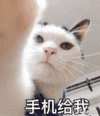 沙雕猫 猫咪 猫 可爱猫 猫表情包 猫咪表情包 小猫