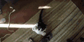 喵星人 猫咪 萌萌哒 张嘴
