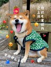 萌宠 猫星人 你的专属舔狗已上线 期待 呆萌 可爱