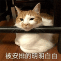 安排 猫 明明白白