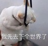 萌宠 喵星人 我先去下个世界了 不想活了 搞怪 逗
