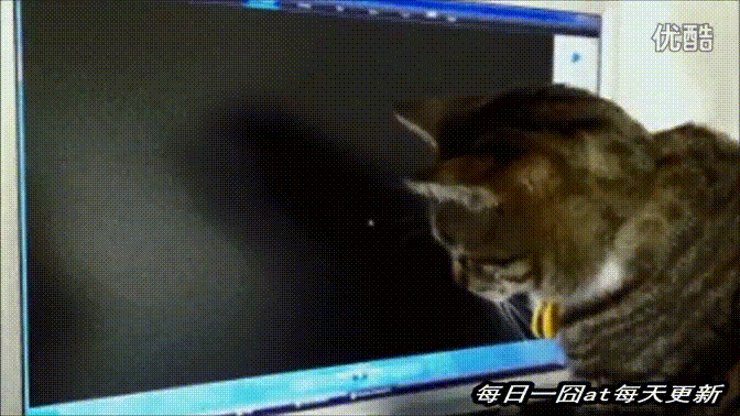萌寵 可愛 搞笑