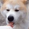 汪星人 吃货 秋田犬 狗 动物 萌宠 萌萌哒 可爱