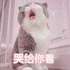 萌宠 猫咪 猫 哭给你看 伤心