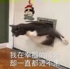 萌宠 猫星人 我在幸福的门外 却一直都进不来 呆萌 可爱