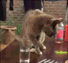 猫咪 喝水 搞笑 嫌弃