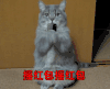 猫咪 站立 谢谢 摇红包摇红包