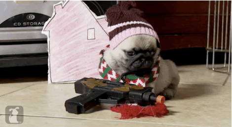 圣诞 玩耍 哈巴狗 pug