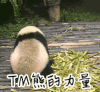 TM熊的力量 熊猫 生气 搞笑