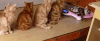动物 猫咪 萌宠 搞笑 可爱