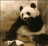 宝宝 萌宠 熊猫 母子 国宝