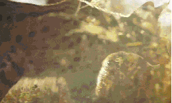 地球脉动 纪录片 舒适 薮猫 行走 阳光