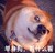 狗狗 脖套 大眼睛 单身狗看什么看