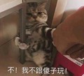 我不跟傻子玩 猫咪 躲避 搞笑 可爱