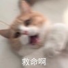 萌宠 喵星人 救命啊 快来人啊 憨憨 呆萌