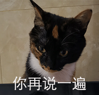 萌宠 猫星人 你再说一遍 生气 呆萌 可爱