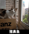 歪头 可爱 注视 猪鼻鱼