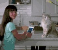 猫咪 萌宠 可爱 喵星人