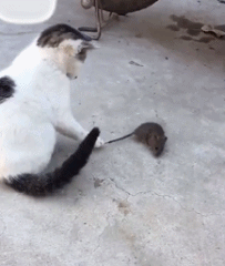 猫咪 老鼠 搞笑 雷人 抓住尾巴