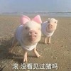 猪猪 搞笑 可爱  滚