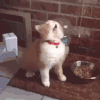 感冒 唱歌 跳舞 猫咪
