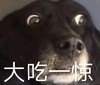 萌宠 汪星人 瞪大双眼 大吃一惊 可爱 调皮