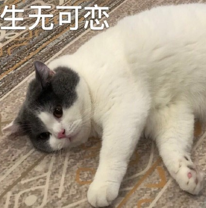 搞笑 蠢萌 大杂烩 沙雕 逗