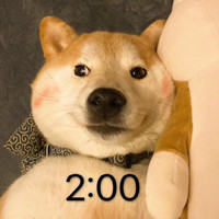 萌宠 汪星人 两点 熬夜 搞怪 逗