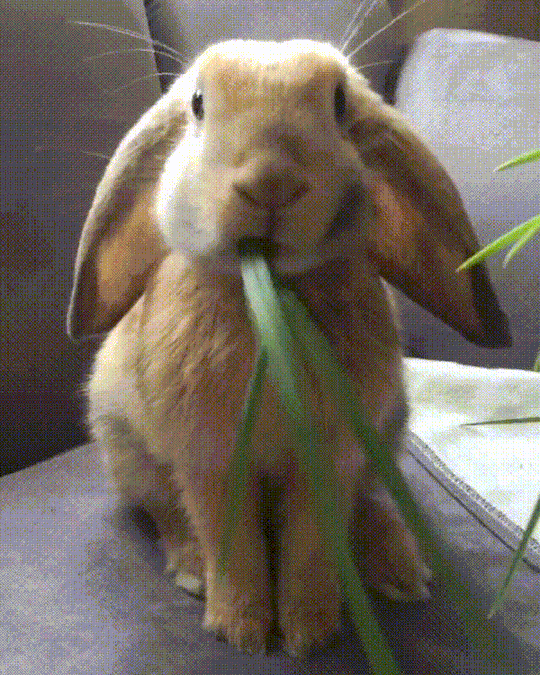 兔子 可爱 吃叶子 呆萌
