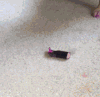 动物 二哈 搞笑 可爱